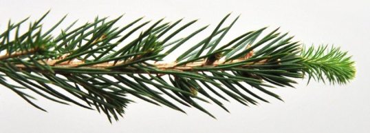 Kuusen oksaa, jonka päässä kerkkä.