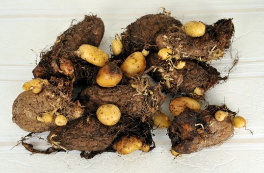 Vanhoja perunoita, joiden päällä kasvaa pieniä uusia perunoita.