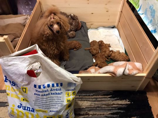 Valkoinen muovikassi puisen kehikon edessä. Taustalla punaruskea kääpiövillakoira ja viisi pentua.