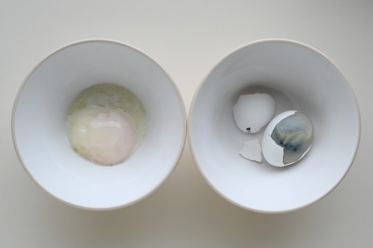 Vasemmalla lautasella hyvin löysä kananmuna. Oikealla lautasella osittain kuorittu mädäntynyt kananmuna.